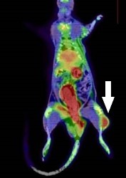 Images SPECT/CT au 99mTc‑NTP-15-5 d'un rat porteur d'un chondrosarcome au niveau de la patte