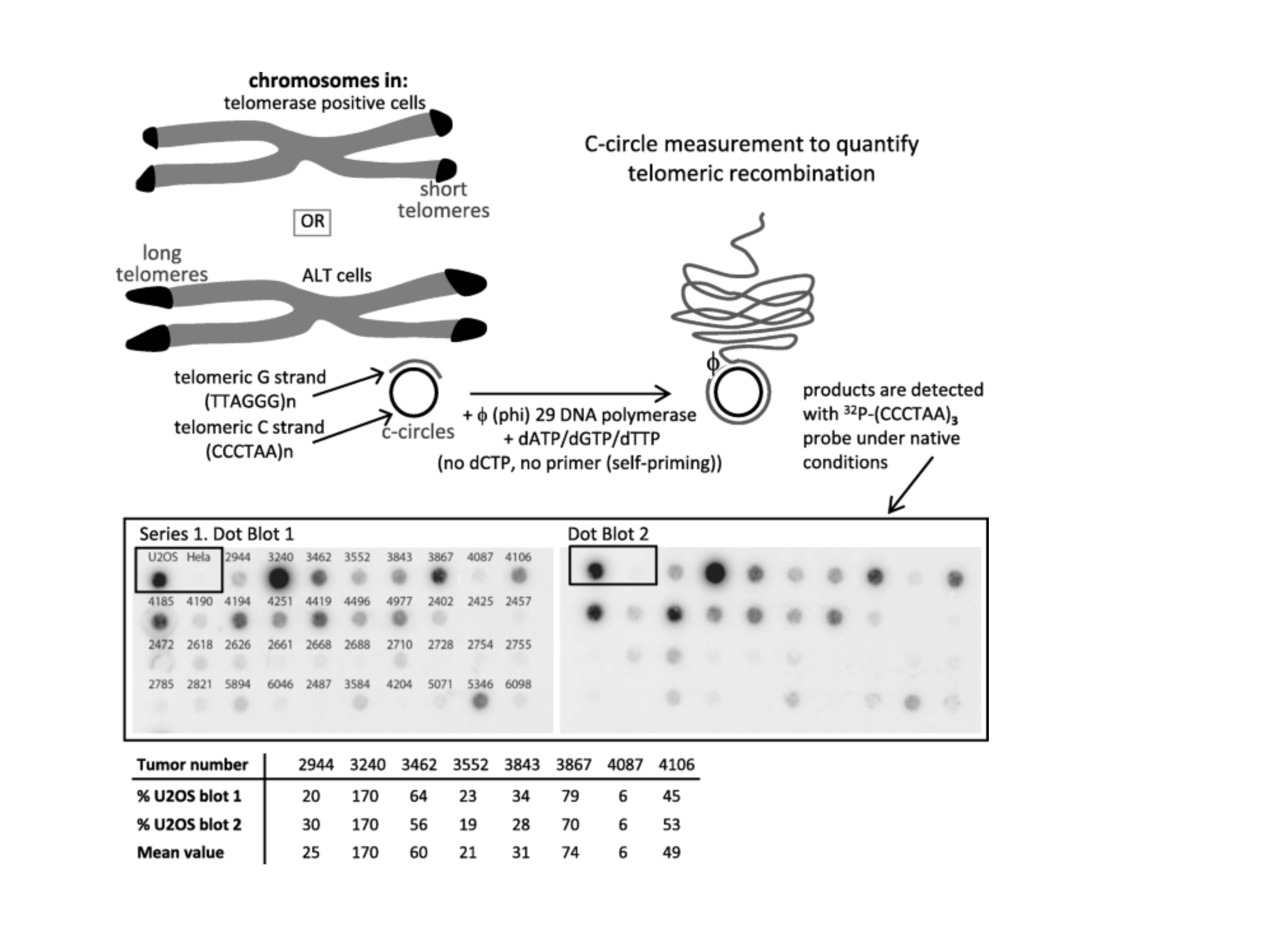 L'ADN génomique tumoral est incubé avec l'ADN polymérase Phi29 qui amplifie spécifiquement les cercles télomériques extrachromosomiques, partiellement monocaténaires, spécifiques à ALT. Les cellules HeLa (télomérase+) et U2OS (ALT+). L'ADN génomique tumoral est incubé avec l'ADN polymérase Phi29 qui amplifie spécifiquement les cercles télomériques extrachromosomiques, partiellement monocaténaires, spécifiques à ALT. Les cellules HeLa (télomérase+) et U2OS (ALT+).
