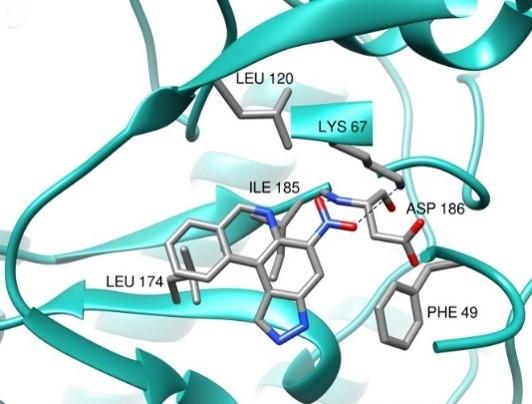 Modélisation par docking avec AutoDock Vina du mode d’interaction du composé VS-II-173 dans le site catalytique de la kinase Pim-1. 