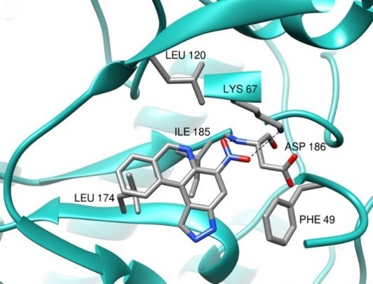 Docking model, generated with AutoDock Vina of the binding mode of the pyrazolophenanthridine VS-II-173 within the ATP-binding pocket of Pim-1 protein kinase. 