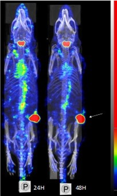 SPECT/CT images of the biodistribution of 125I-trastuzumab in Balb/c mice orthotopically xenografted with HER2 positive human breast cancer cells (BT-474). Left: 24 h post-injection / right: 48 h post-injection. The arrow indicates the tumour location.