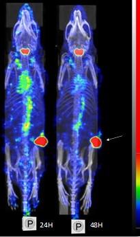 Images SPECT/CT de la biodistribution du 125I-trastuzumab sur un modèle murin Balb/c de xénogreffe orthotopique de cancer du sein (BT-474).  gauche : 24 h post-injection / droite : 48 h post-injection. La flèche indique la position de la tumeur. 