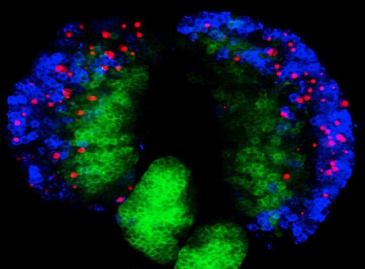 Image confocale de l’organe hématopoïétique d’une larve de Drosophile. Les cellules sanguines progénitrices sont visualisées en vert et 2 types distincts de cellules sanguines différenciées sont marquées en bleu ou en rouge.