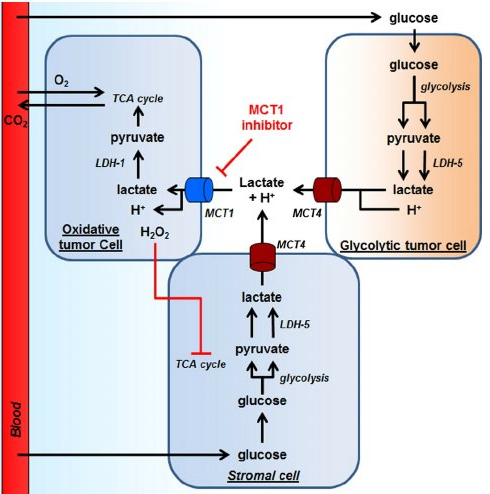 Les MCT permettent les échanges de lactate entre les cellules tumorales oxydatives et glycolytiques; et l'exploitation métabolique des cellules stromales par les cellules tumorales oxydatives.