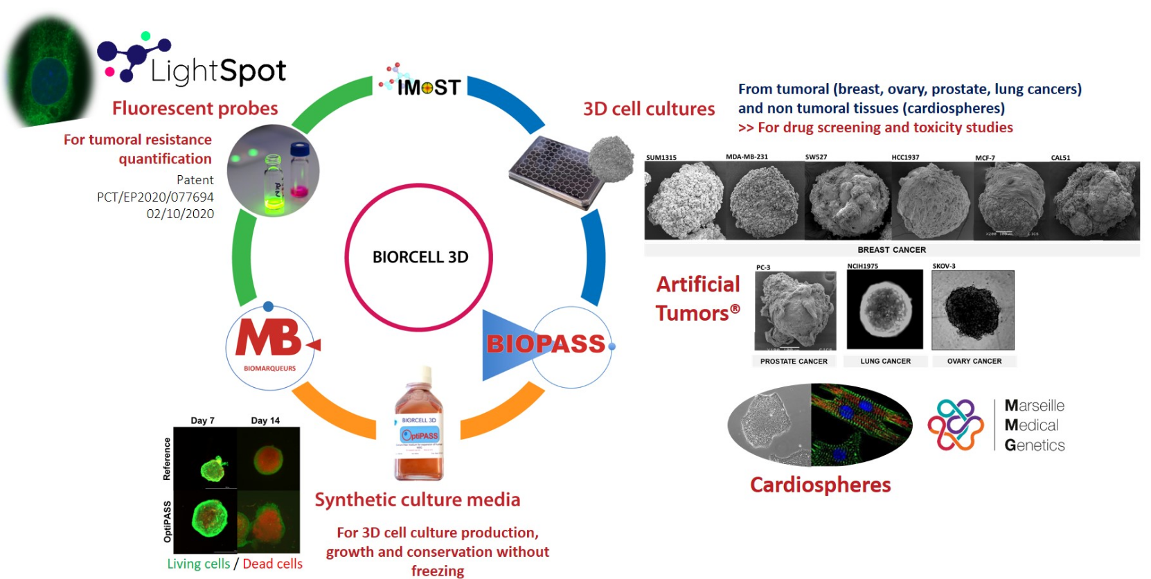 Summary scheme of the main research projects led by BIORCELL3D® Consortium.