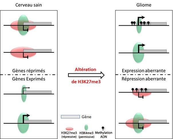 Une altération dans le contrôle de la marque H3K27me3 est la cause principale des quatre défauts d’expression que nous avons identifiés dans les gliomes dans les gliomes