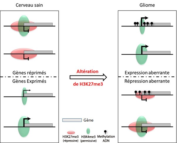 Defect in the control of H3K27me dynamics at promoter is the predominant molecular defect at deregulated genes in malignant glioma 