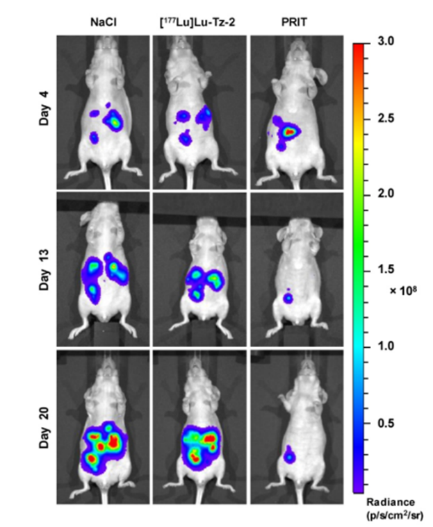 Imagerie de bioluminescence sur un modèle péritonéal orthotopique (A431-CEA-Luc) Après injection de NaCl, [177Lu]Lu-Tz-2 (40 MBq) ou PRIT (50 µg de anti-CEA-TCO suivi de 40 MBq de [177Lu]Lu-Tz-2 à 24h).