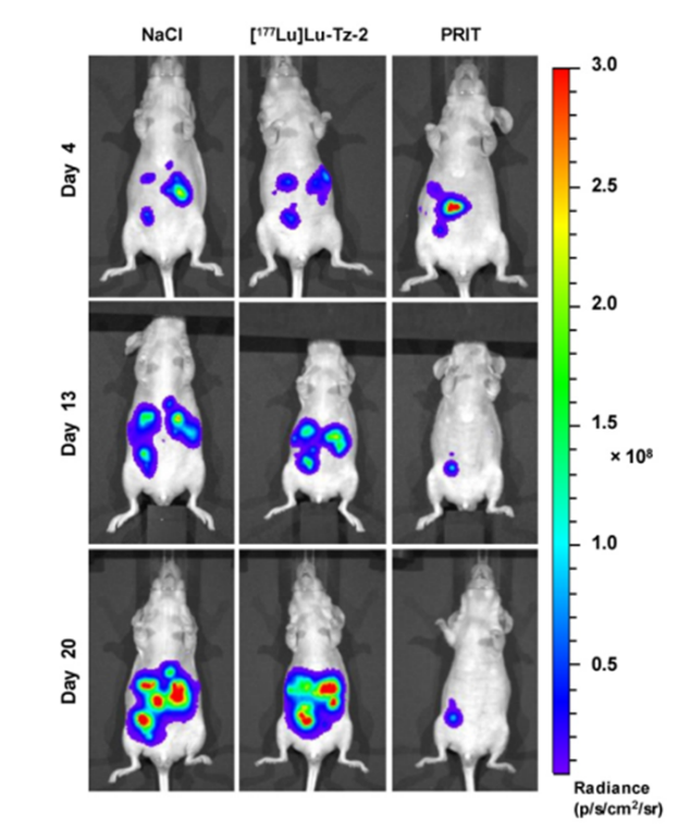 Bioluminescence imaging in an orthotopic peritoneal model (A431-CEA-Luc) after injection of NaCl, [177Lu]Lu-Tz-2 (40 MBq) or PRIT (50 µg of anti-CEA-TCO followed by 40 MBq of [177Lu]Lu-Tz-2 at 24h). 