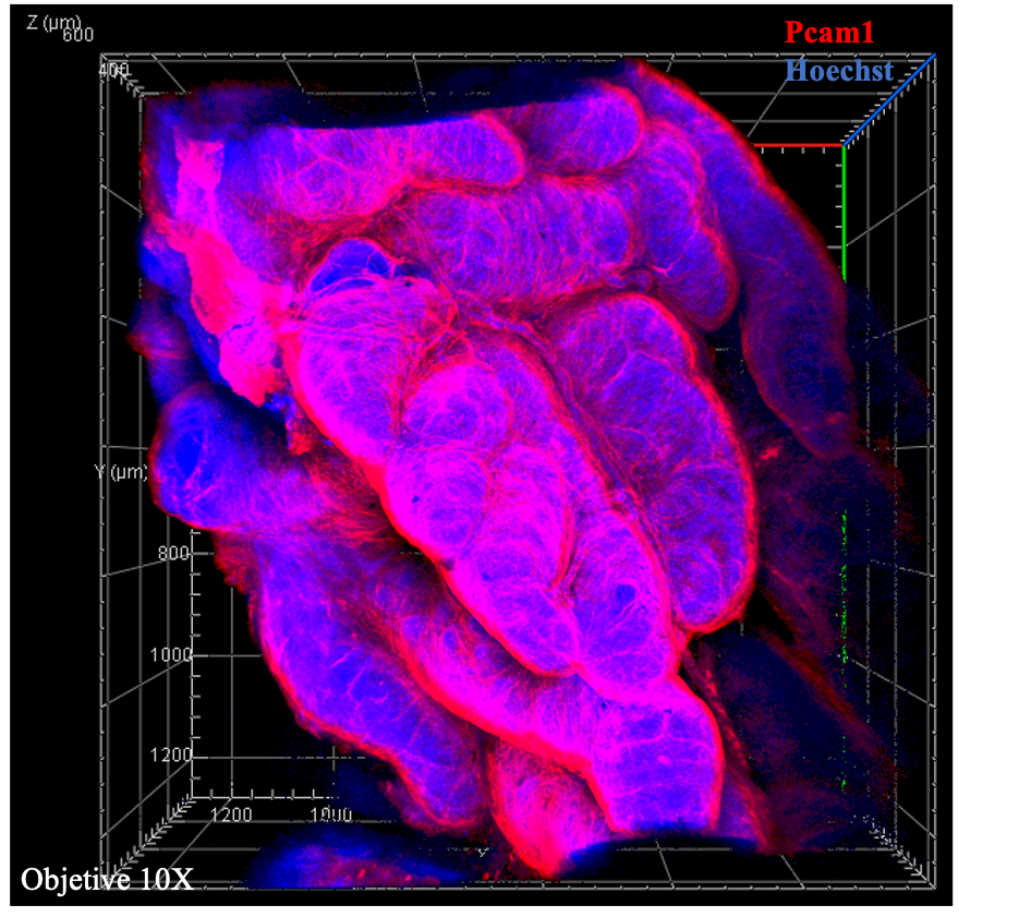 Reconstruction 3D du lobe prostatique antérieur de souris suite à un marquage PECAM1 (rouge) et DAPI (bleu) afin de construire le réseau tridimensionnel de l’arbre vasculaire (marquage des anticorps par la technologie X-Clarity).
