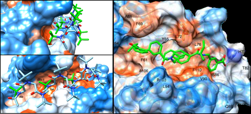 Modélisation de l’interaction de l’hélice de type PolyProline I d’un α-peptoïde (à gauche) et d’un arylopeptoïde modèle (à droite) avec le sillon hydrophobe de la protéine anti-apoptotique Bcl-xL