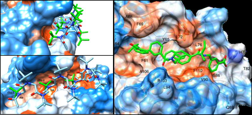 Model of the interaction of the PolyProline I type helix of an α-peptoid (left) and an arylopeptoid oligomer (right) with the hydrophobic groove of the anti-apoptotic protein Bcl-xL